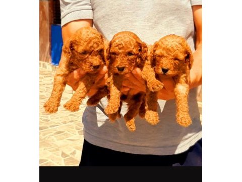 Efsane toy poodle yavrularımız