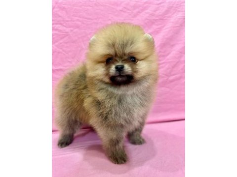 Pomeranian ırk ve sağlık garantili