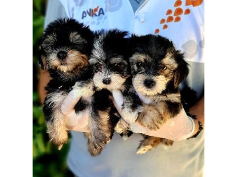 Morkie yavrularımız harika bebişler