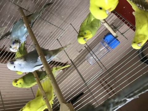 Ele alıştırmalık yeni yeme düşmüş show jumbo kuşlar