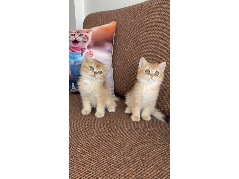 Efsane güzellikte british shorthair bebekler