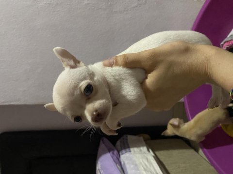 Acil sahiplendiriyorum chihuahua köpeklerimi