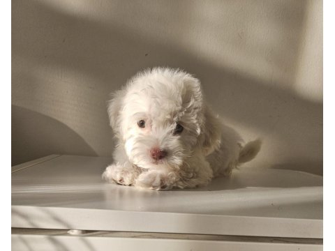 Maltipoo minikler