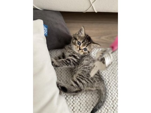 British shorthair yavrularımız
