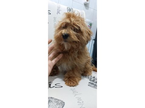 Minik maltipoo kızımız