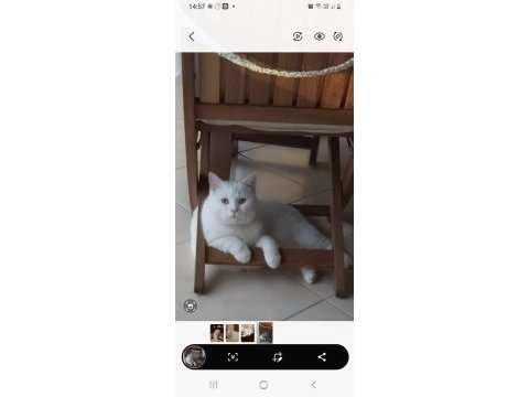 Asil ve yakışıklı british shorthair