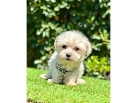 Sevimli maltese terrier