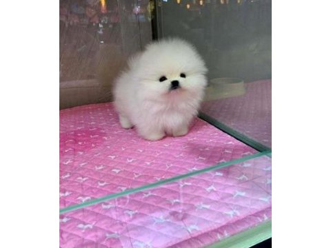 Pomeranian teddy yavrular