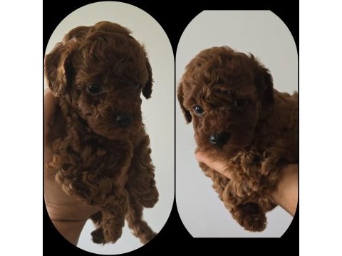 Dark kore red poodle