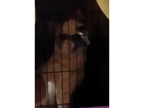 Oyuncu ve hareketli french bulldog
