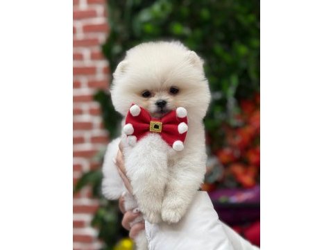 Irk garantili pomeranian cinsi bebekler