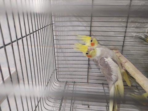 Sultan papağanlarımız yeni yuvasını arıyor