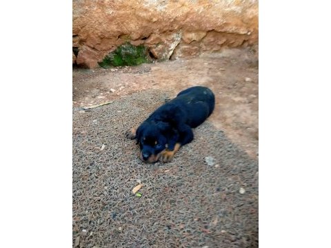 Son a kalite dişi rottweiler yavrusu