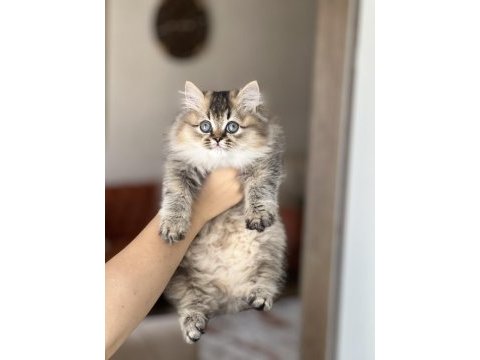 Güzel surat british longhair golden black yavrum