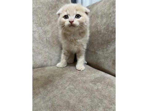 Ayi surat top kafa sıfır kulak bebiş kedimiz