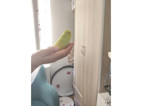 Cana yakın muhabbet kuşlar
