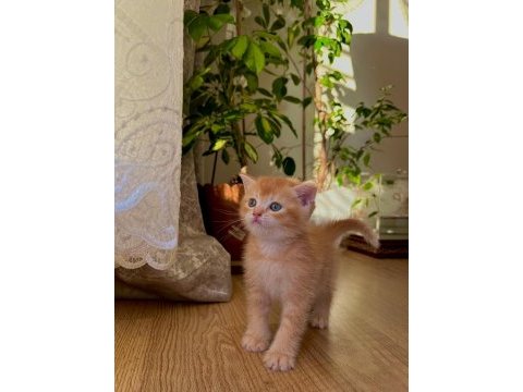 British shorthair golden erkek yavru