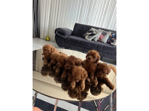 Teslime hazır poodle bebekler