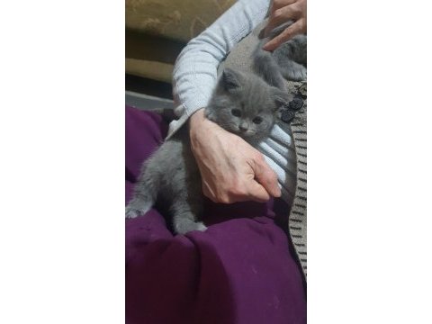 British shorthair 3 minik kız kardeşler