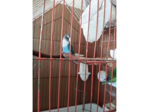 Damızlık yavru alınmış cennet papağanlar takım