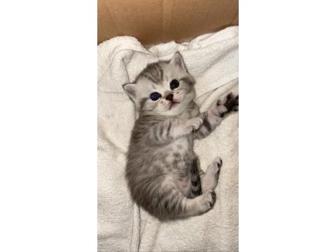 Gri british shorthair erkek