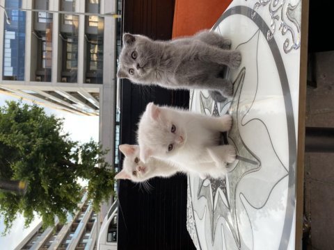 Scottish fold