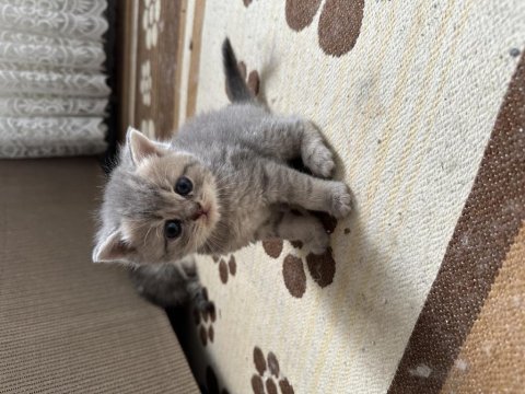 Aciliyetten dolayı ilanda british shorthair