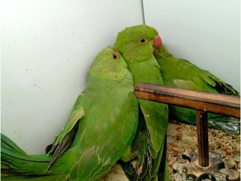 Yavru pakistan papagani
