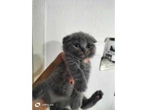 50 günlük scottish fold kediler