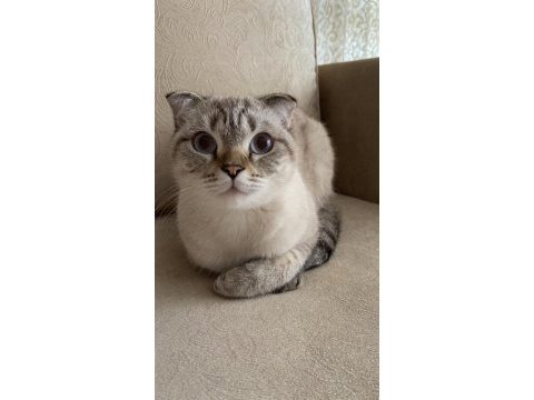 Sevimli ve uysal scottish fold pamuk kızımız