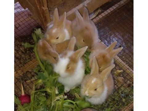 Yavru tavşanlar son 8 adet