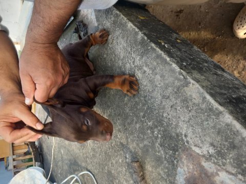Doberman yavruları