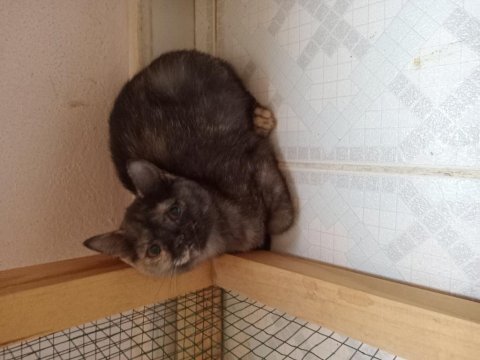 İki kız kardeş tortie anne baba orjinal
