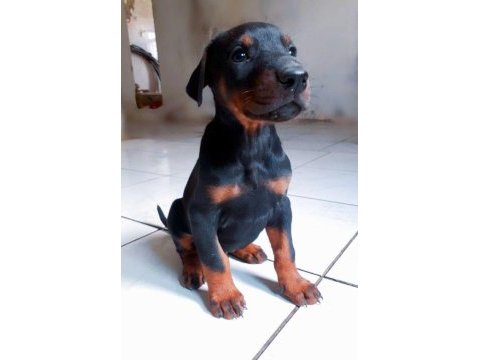 A kalite doberman bebekler