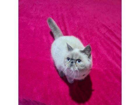 Exotic blue point dişi british shorthair