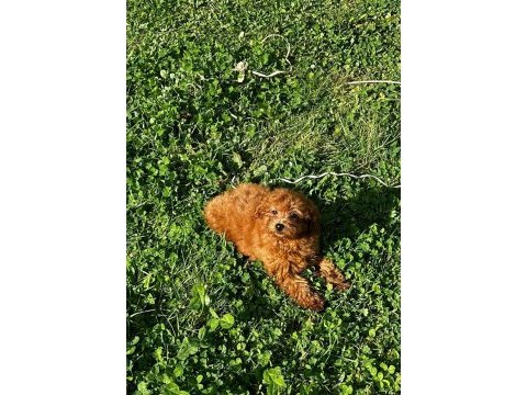 Sağlık ve ırk garantili poodle yavrular