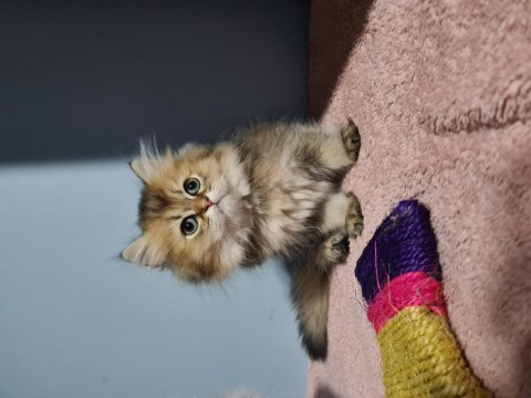 Yakışıklı oğlum british longhair