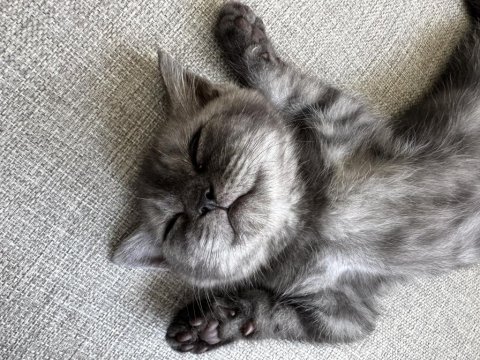 British shorthair 3 aylık