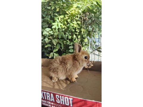 Orjinal cüce dwarf hollanda lop ve teddy lop tavşanlarımız