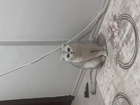 Kedim 1 buçuk yaşında british shorthair acil
