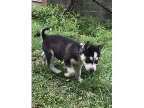 Anne altından seçme garantili harika maske yapısı husky