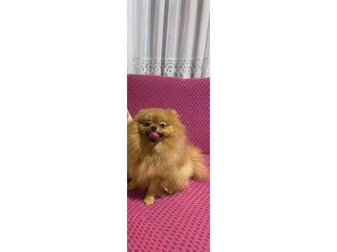 Pomeranian boo erkek köpeğimiz