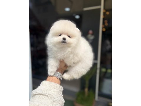 Ukrayna doğumlu pomeranian yavrular