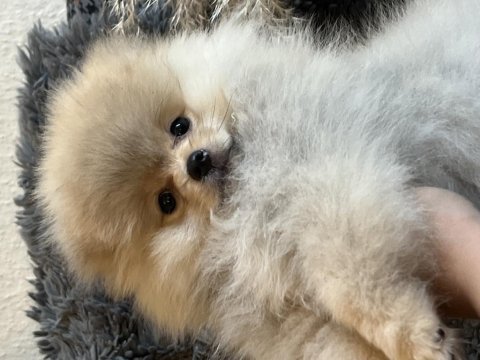 2.5 aylık pomeranian