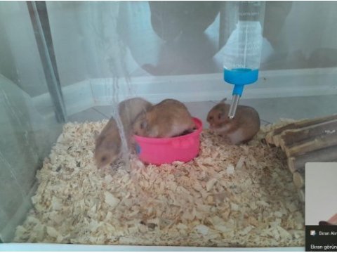 Minik hamsterlar çok tatlı