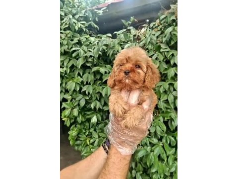Maltipoo yavrularımda son nokta