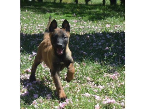 Dişi malinois yavrular