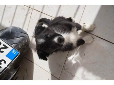 3 aylık border collie 3 yavru küçük 3