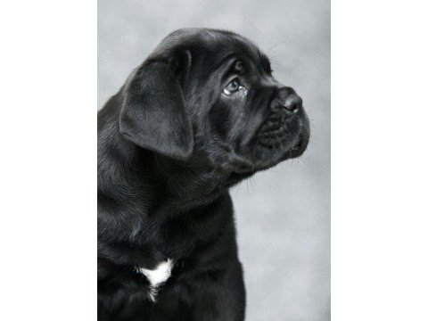 Safkan cane corso italiano