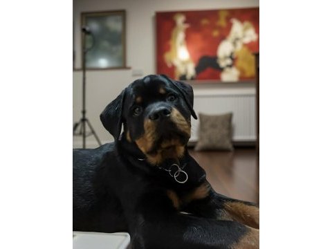 Şecereli rottweiler